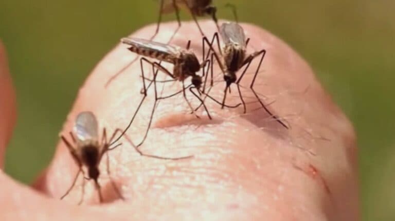 Creșterea alarmantă a cazurilor de infecție cu virusul West Nile, conform Institutului Național de Sănătate Publică