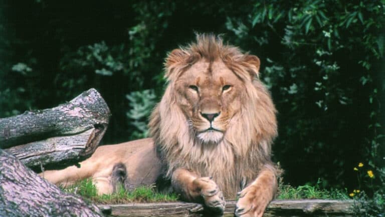 O grădină zoologică daneză îndeamnă publicul să contribuie cu animale de companie pentru a hrăni prădătorii săi