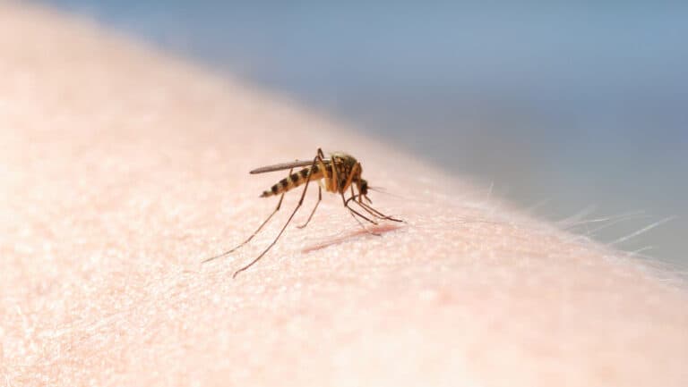 Patru îmbolnăviri cu virusul West Nile au fost raportate în România în această vară