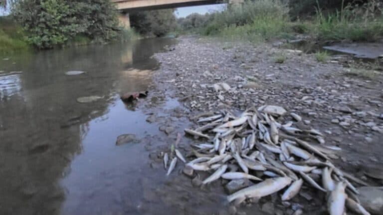 Devastarea ecologică pe râul Avrig: mii de pești găsiți fără viață după o deversare de beton de pe șantierul A13 și reacția autorităților