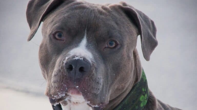 Tânără de 26 de ani mușcată de un câine Amstaff pe stradă; proprietarul a fost sancționat și investigat penal