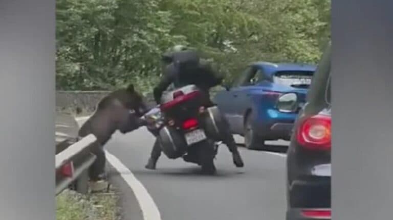 Un turist străin, victimă a unui atac de urs pe Transfăgărășan: motocicleta i-a fost răsturnată și rucsacul i-a fost jefuit