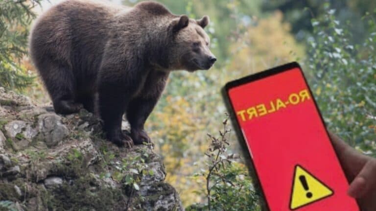 Un urs a fost zărit pe străzile din Sinaia, iar locuitorii au fost informați prin RO-Alert