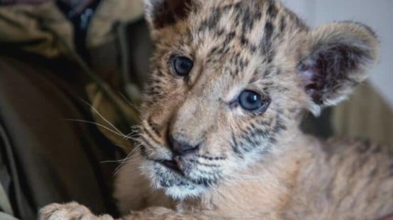 Îngrijorare la grădina zoologică din Suceava: un copil a fost mușcat de tigru, iar o fetiță a fost atacată de maimuță