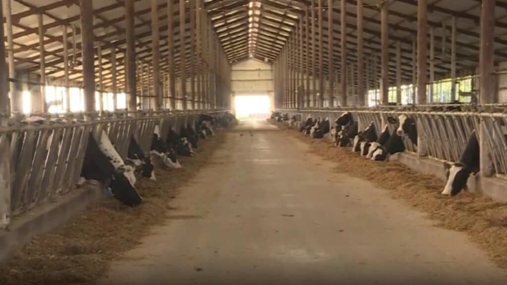 Avertisment de sănătate! Epidemie de rabie amenință un județ întreg din România