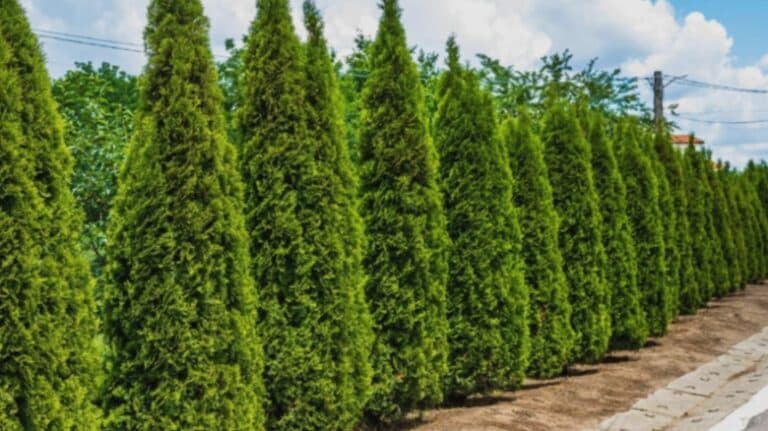 Alternativa ideală la tuia: arbori ornamentali care îți vor transforma grădina