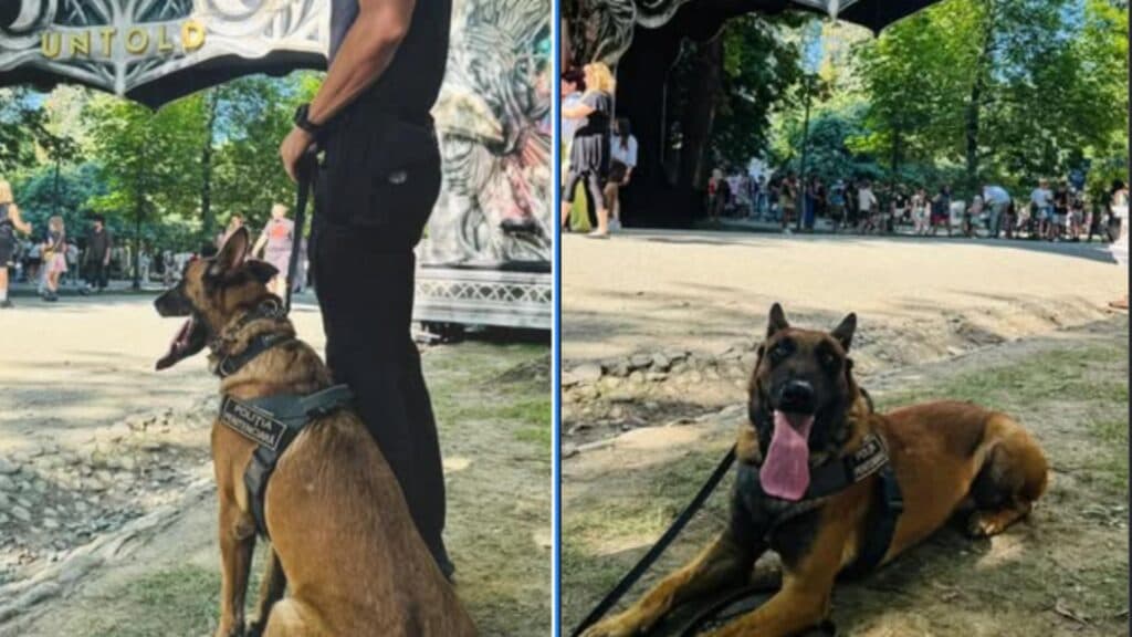 Câinii cu nas fin: avertismentul unui expert român despre riscurile utilizării lor la festivaluri și motivele pentru care alte țări au abandonat această practică