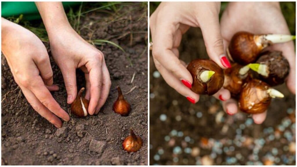 Descoperă momentul ideal pentru a sădi bulbii de flori: secretele grădinarilor veterani au fost dezvăluite