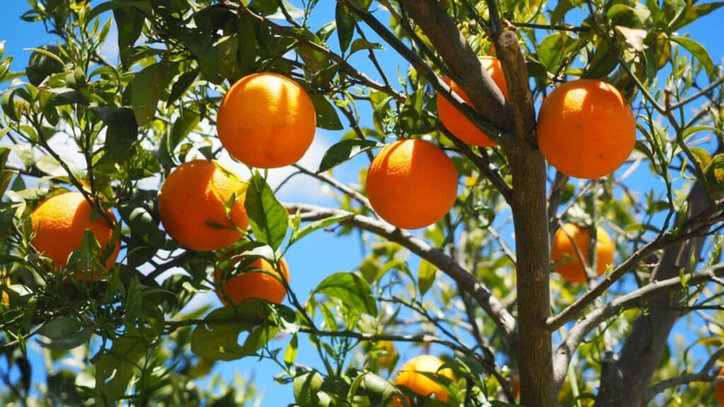 Ce câștiguri pot obține românii la culesul portocalelor în Spania? Sezonul 2025 promite mii de oportunități în agricultură
