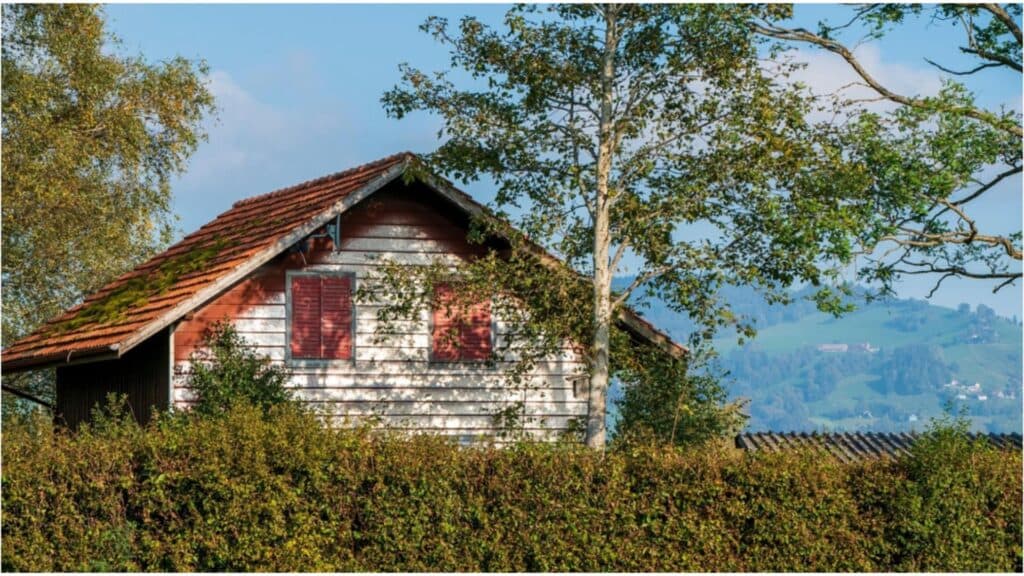 Copacii de evitat în apropierea locuinței tale: sfaturile experților