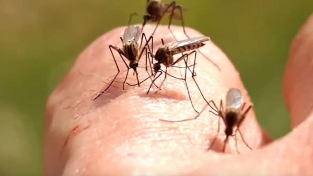 Alerta de sănătate: România se confruntă cu o explozie a cazurilor de infecții cu virusul West Nile. Autoritățile îndeamnă la precauție și recomandă măsuri de protecție