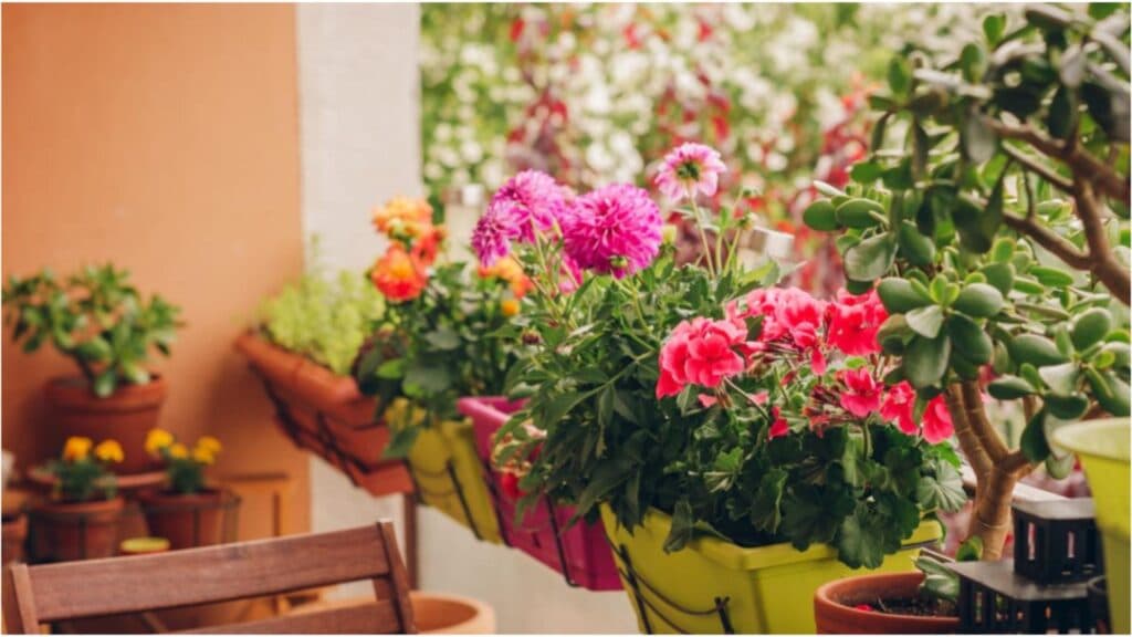 Strategii ingenioase pentru a salva florile de pe balcon de înghețul prematur și a le menține vibrante până în primăvară