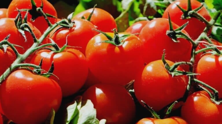 Secretele grădinarilor pentru roșii delicioase și coapte în septembrie