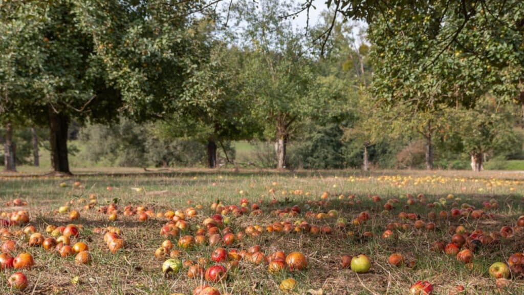 Ghidul expertului pentru fertilizarea de toamnă a pomilor fructiferi