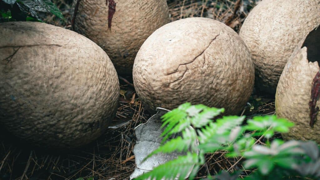 Descoperire surprinzătoare: Ouă de dinozaur, datând de 86 de milioane de ani, descoperite în China