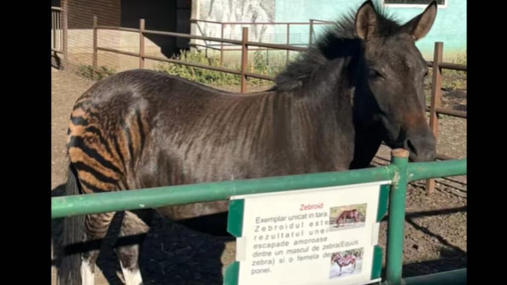 Un animal surprinzător a captivat atenția vizitatorilor grădinii zoologice din Suceava: „Aceasta este zebra de pe Shein, Temu.”