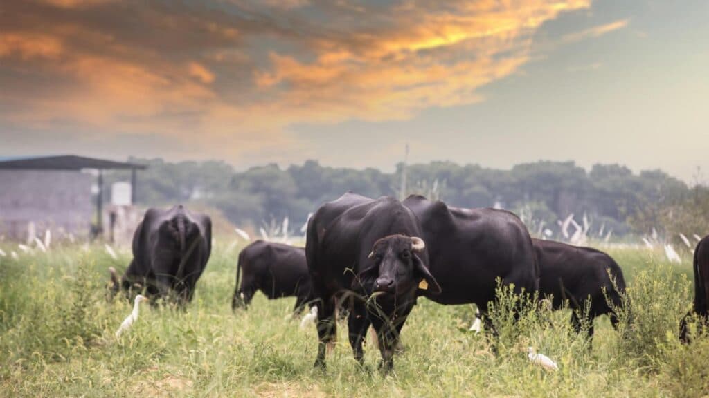Zeci de vaci Black Angus au dispărut de pe câmp – Poliția demarează o investigație