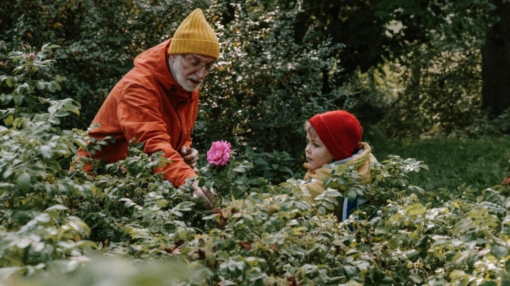 Îngrijirea trandafirilor toamna: De ce este esențial să eviți fertilizarea și cum să le asiguri o iarnă fericită