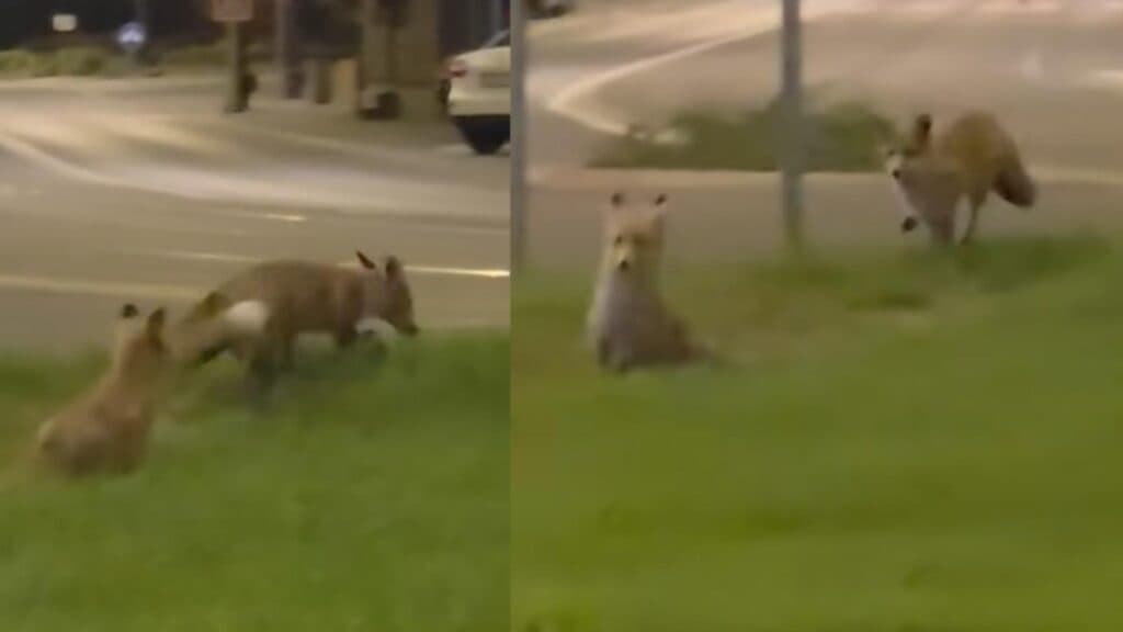 Spectacolul acrobatic al celor două vulpi în inima Reșiței, aproape de clădirile emblematice