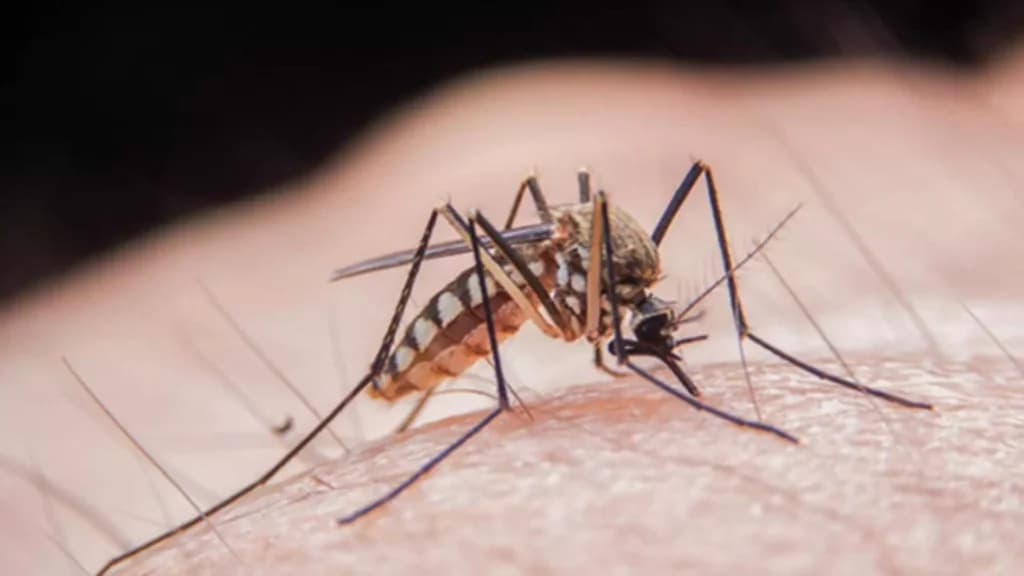 Posibilă contaminare cu virusul West Nile în Tălmaciu: informații de la DSP Sibiu