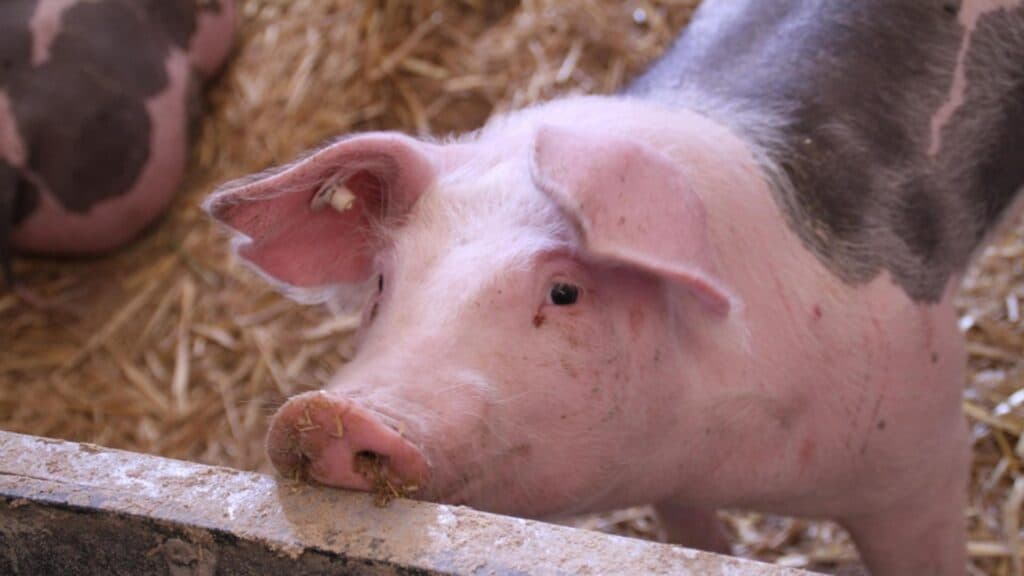 Românii își fac planuri din timp pentru sărbători: rezervările de porci au început, iar costul cărnii ar putea crește până la Crăciun