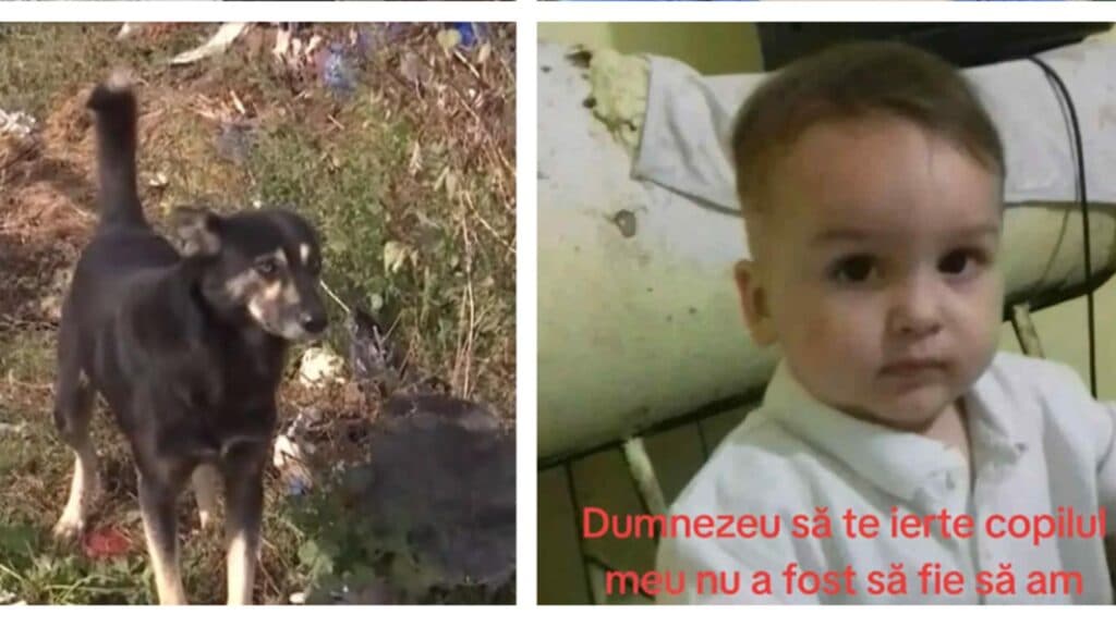 O dramă cumplită în Vrancea: un băiețel de trei ani, descoperit fără viață într-un canal, după ce a fost atacat de 8 câini în călătoria spre bunica sa
