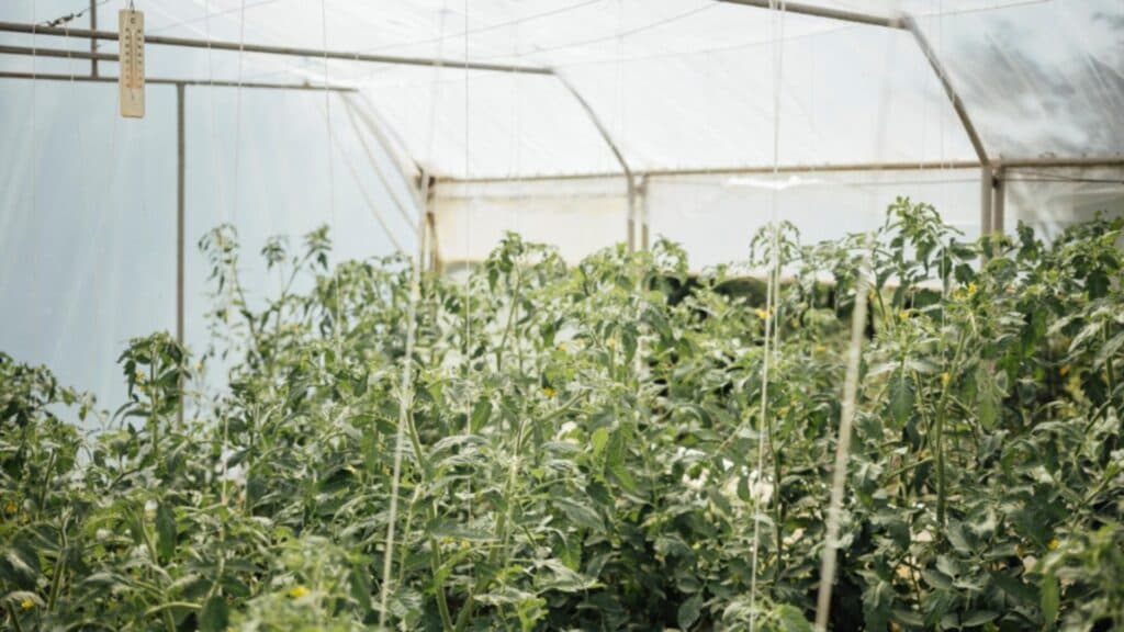 Bolojan dă startul unei campanii împotriva “ciocoiilor” din agricultură. Ce impozite vor trebui să suporte micii fermieri?