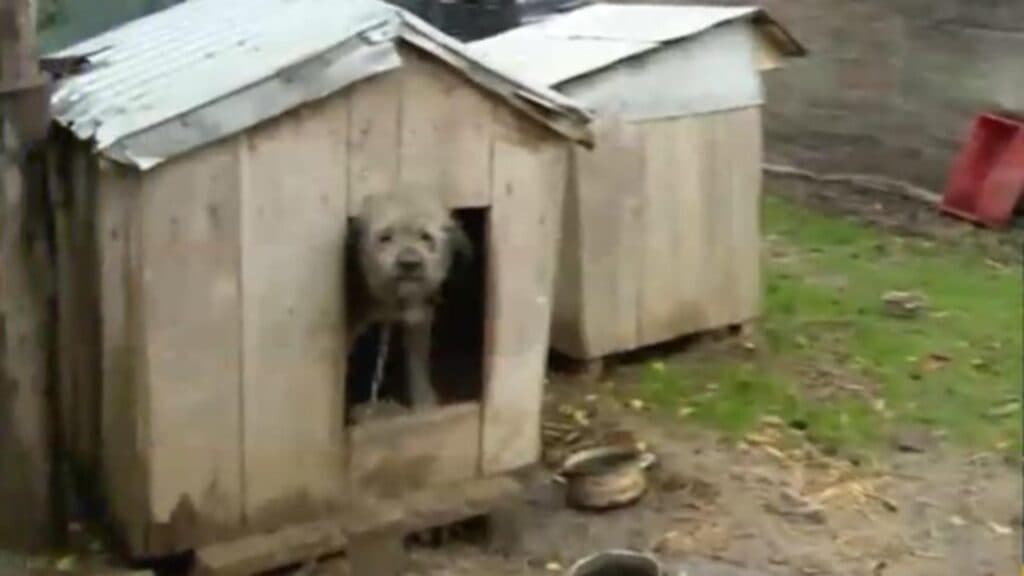 Bolojan lansează o nouă surpriză! Guvernul impune taxe pe toate, inclusiv pe cuștile animalelor: „Nu mai urlă, că-ți ia cușca!”