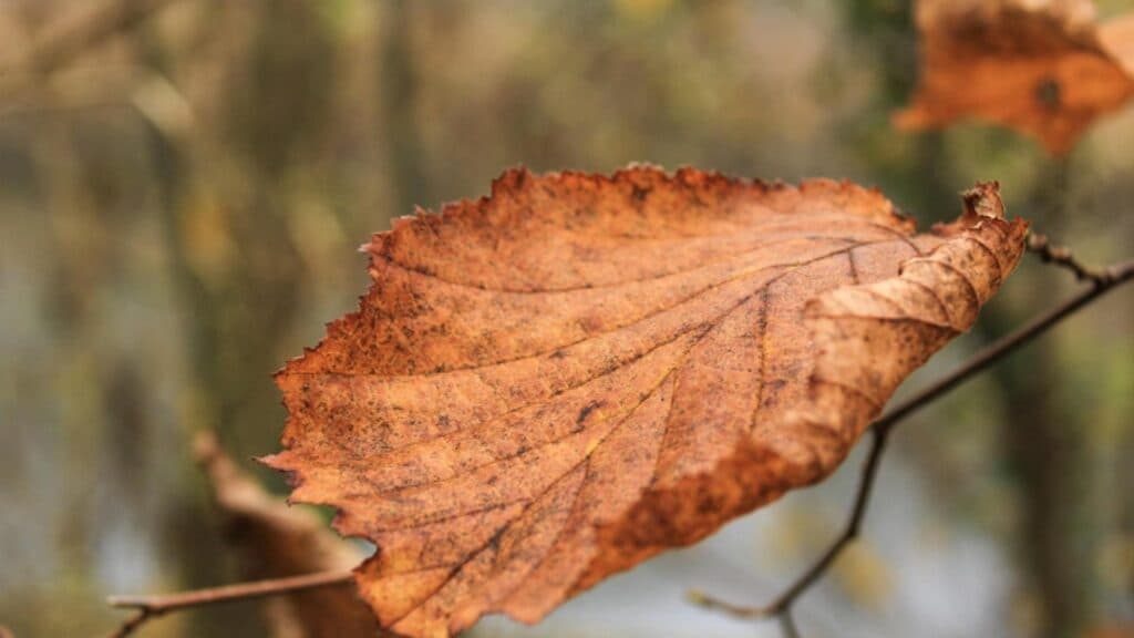 Prognoza meteo pentru perioada 24-30 noiembrie 2025: Creștere ușoară a temperaturilor