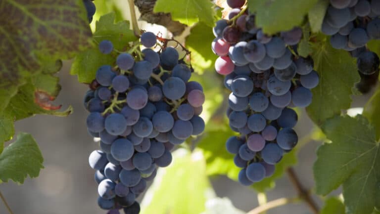 Franța investește 130 de milioane de euro în defrișarea plantațiilor de viță de vie din cauza surplusului de vin