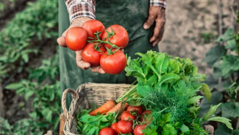 Ministerul Agriculturii a încheiat transferurile financiare pentru fermierii din sere și solarii. Trei sute de milioane de lei susțin legumele autohtone