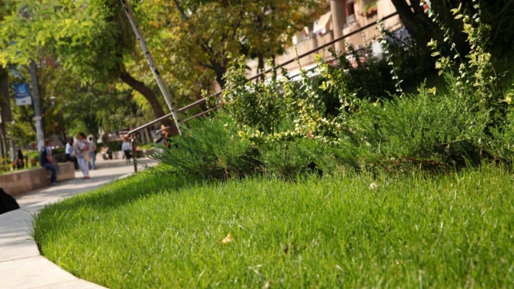 Bucureștiul și lipsa spațiilor verzi: un oraș vast cu puțin verde la dispoziție