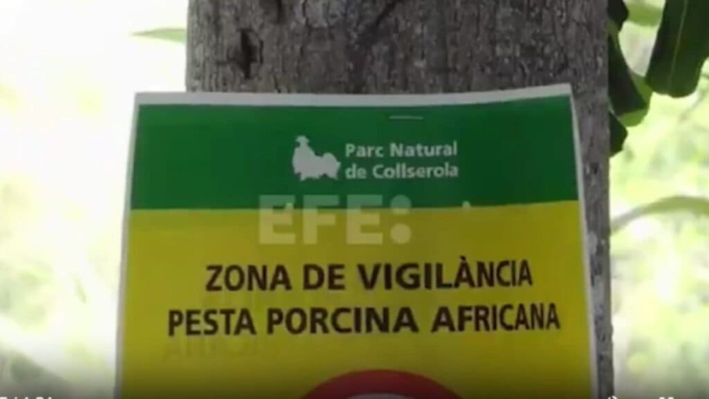 Criză de pestă porcină în Spania: o treime din livrările internaționale suspendate