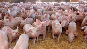 Alertă de pestă porcină într-o fermă din Mehedinți, cu sacrificarea a peste 1500 de porci înainte de sărbători