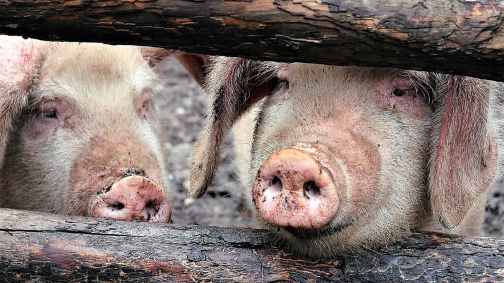 Pesta porcină din Arad a fost învinsă, dar mii de animale au plătit cu viața în preajma sărbătorilor
