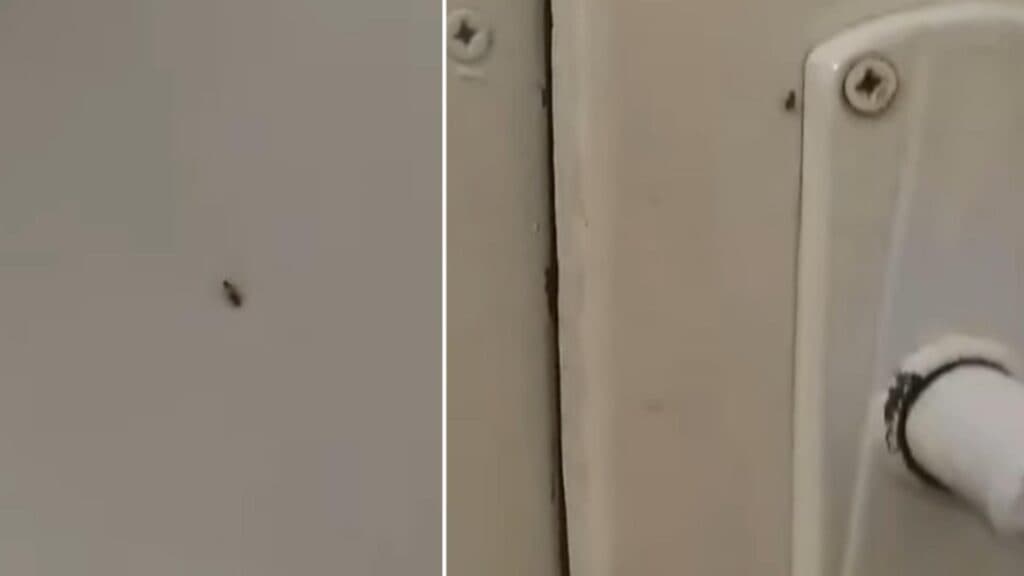 Gândacii invadează Spitalul Municipal Sebeș, iar managerul afirmă că era „doar un pui”