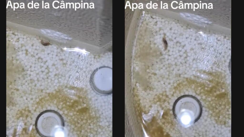 Câmpinenii descoperă creaturi neobișnuite în apa potabilă