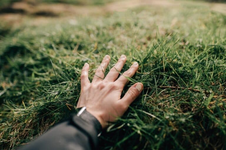 Tehnologia ecologică a lui Naware pentru combaterea vremii ar putea revoluționa îngrijirea gazonului