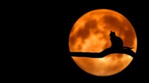 Ceremonii magice la Luna Plină din 4 decembrie pentru împlinirea dorințelor tale