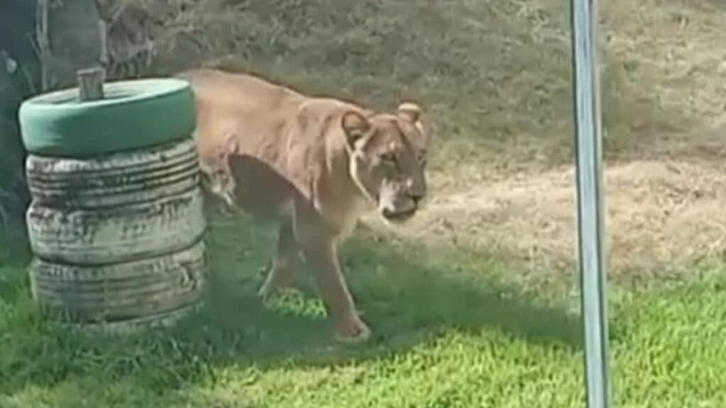 Întâmplare tragică într-o grădină zoologică din Brazilia: un tânăr de 19 ani își pierde viața încercând să îmblânzească leii