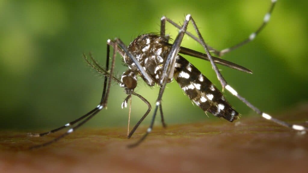 Atenție, România! Virusul Chikungunya, purtat de țânțari, a fost detectat. Iată simptomele de care să te ferești