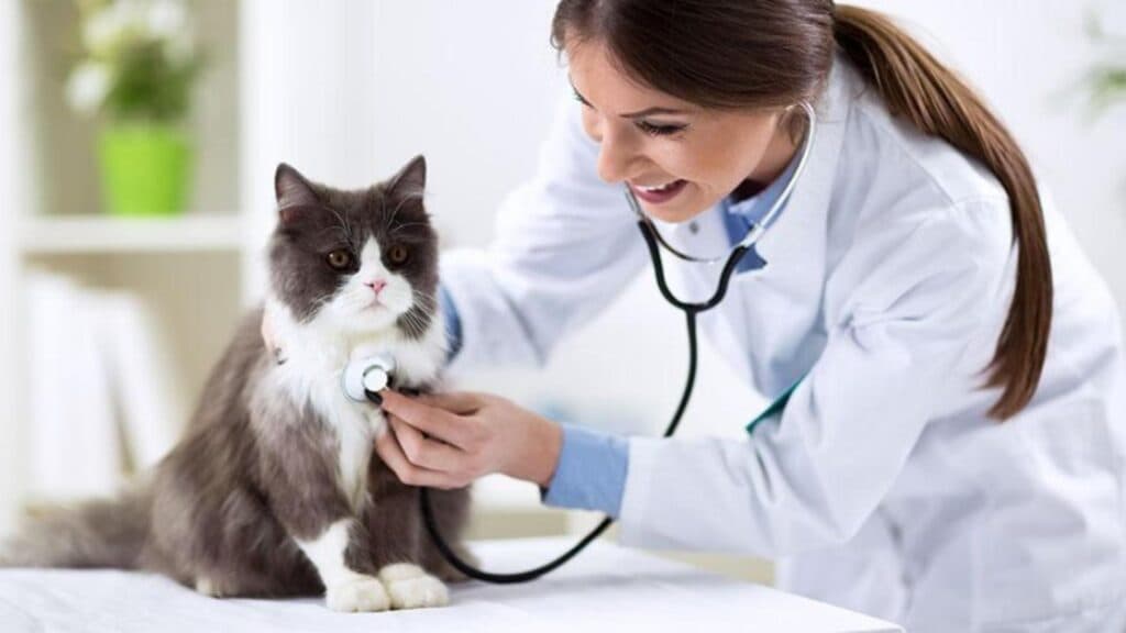 Cabinetele veterinare sunt pe cale de a se închide din cauza unei măsuri guvernamentale. Medicii avertizează: destinul animalelor este în joc!