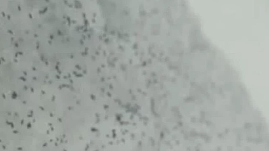 Ce reprezintă insectele întunecate care apar pe gheață în zăpadă? Specialiștii dezvăluie misterul „puricilor” din Cluj