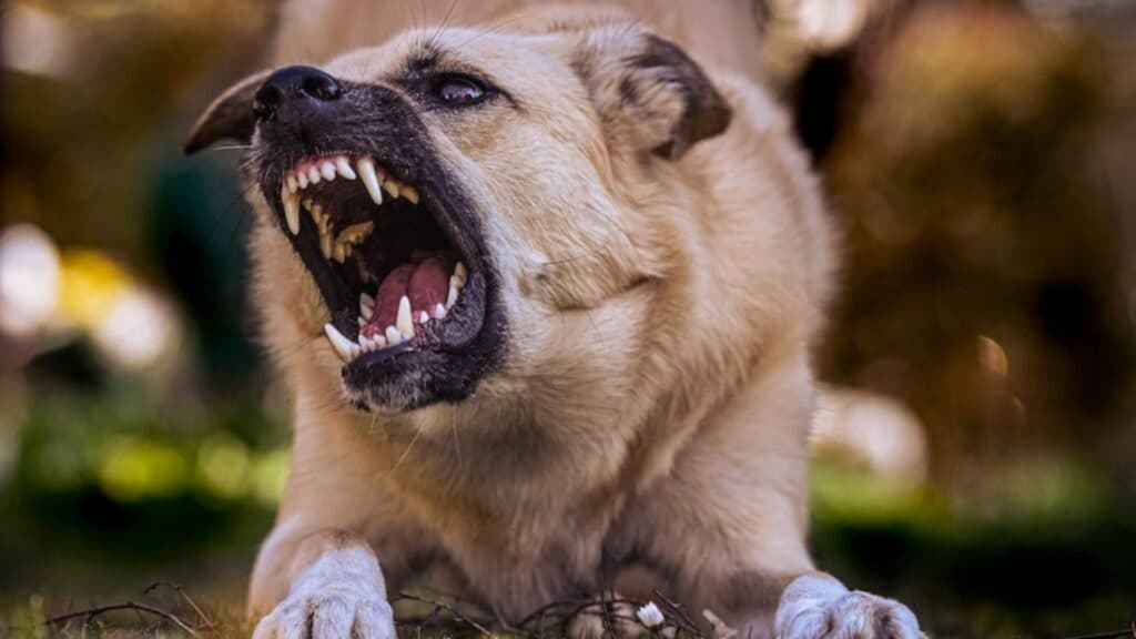 Descoperire șocantă în capitală: O femeie a fost găsită decedată, victimă a atacului câinilor din propria curte