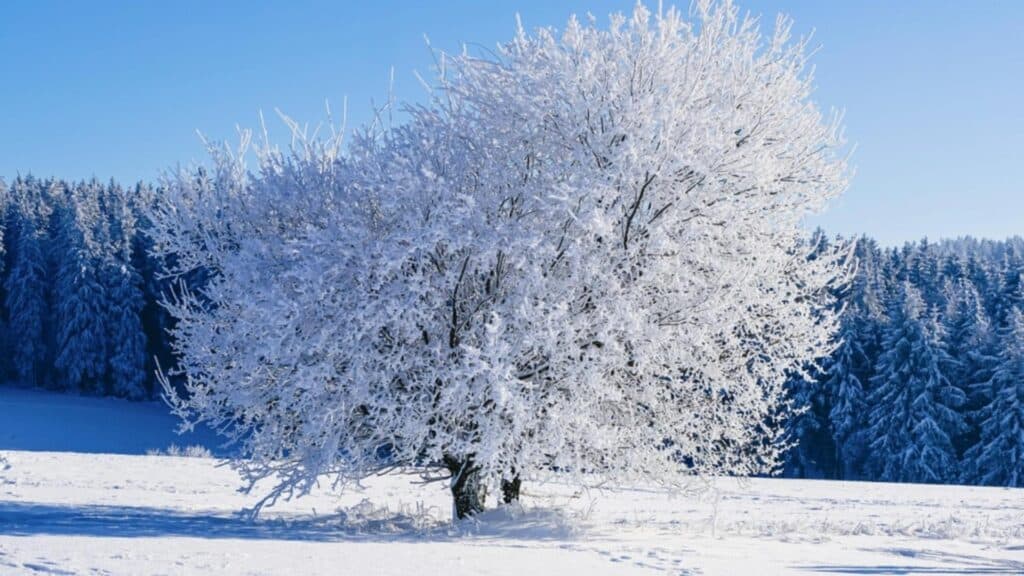 Gerul își face simțită prezența în România. Alertă de ninsoare și vânt puternic în sud, temperaturi ce ating -15 grade. Previziuni ACTUALIZATE