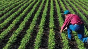 Fermierii români primesc o susținere financiară de peste 527 de milioane de euro din partea Ministerului Agriculturii