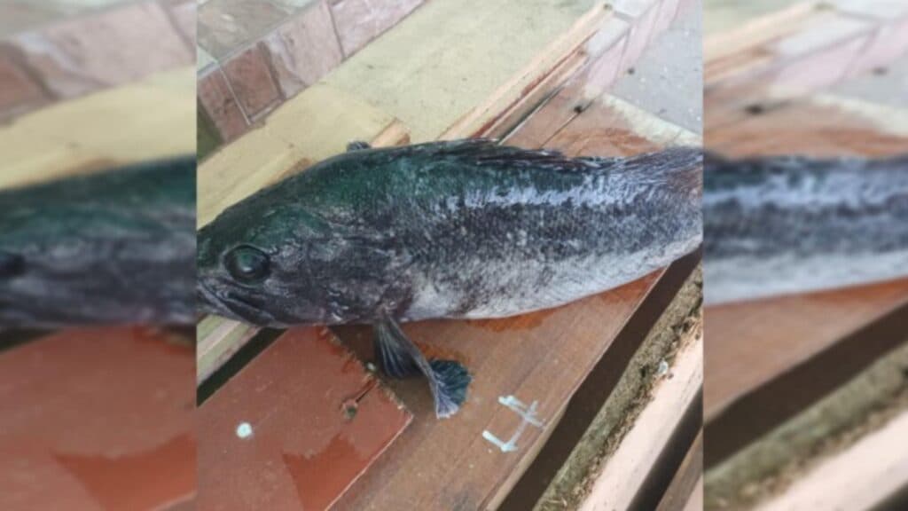 Captură enigmatică pe țărmul Mării Negre: o specie posibil coreeană descoperită