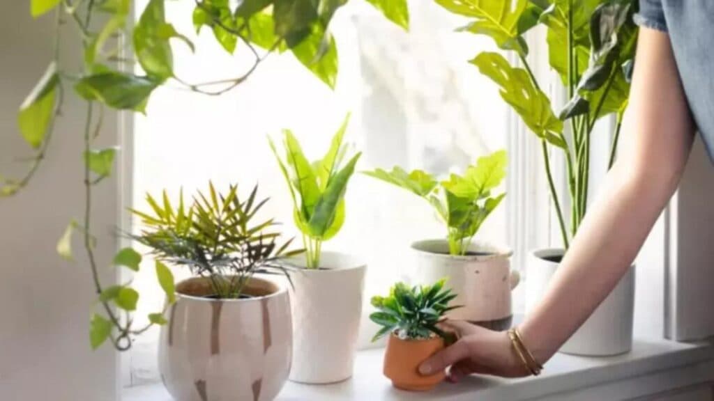 Plante care aduc bunăstare și vibrații pozitive în locuință, conform filozofiei Feng Shui