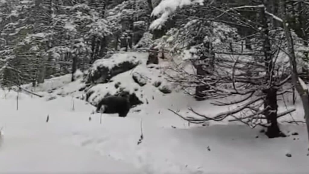 Urșii revin la viață: Turiști surprinși de un uriaș în zăpada din Piatra Mare