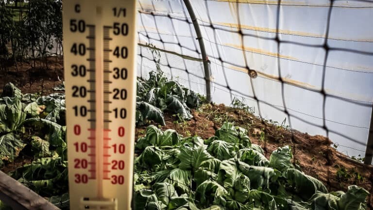 Fermierii români, afectați de ger: dublarea cheltuielilor pentru încălzirea solariilor